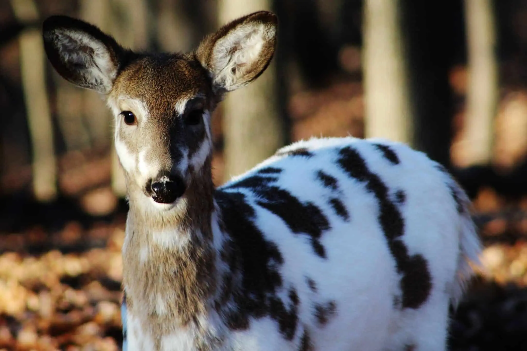 Whitetail Anomalies: Rare Deer in the Wild