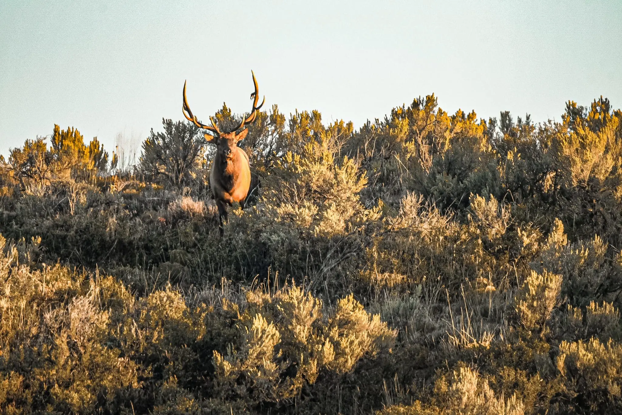 Utah Elk Hunting: On The Hunt For My Wife’s First Bull Elk