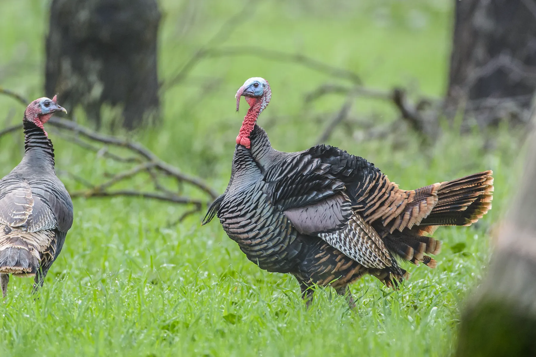 NWTF wild turkeys in spring field