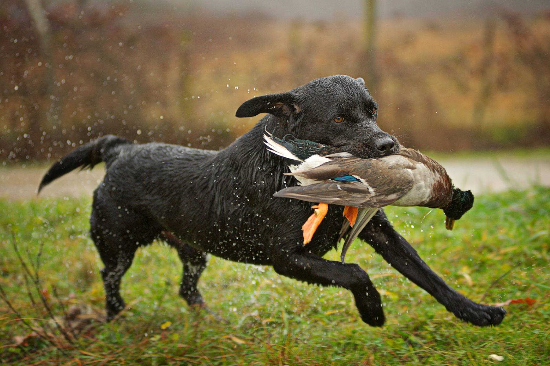 Black Labrador retrieving duck