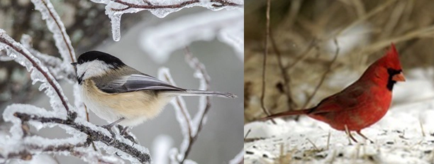 birding in Michigan