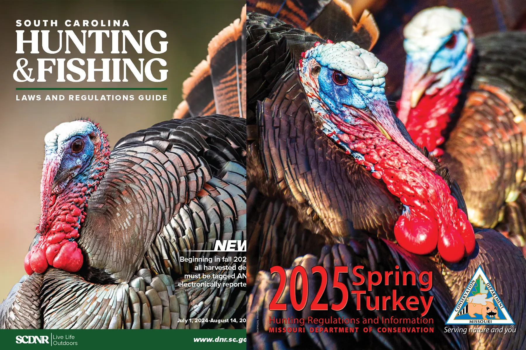 laws hunting turkeys