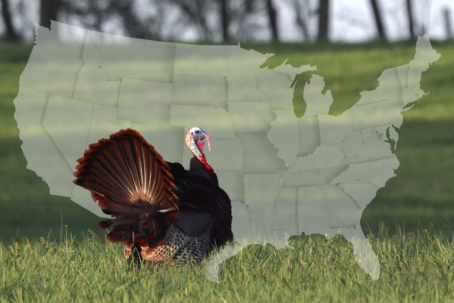 wild turkey gobbler at half-strut