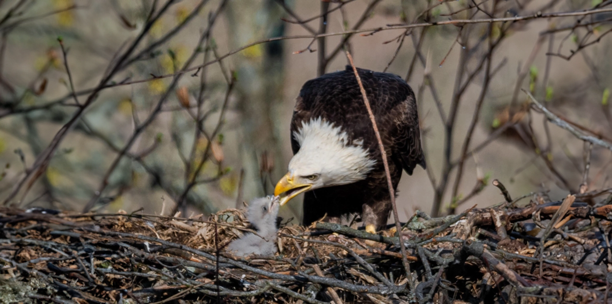 bald eagle