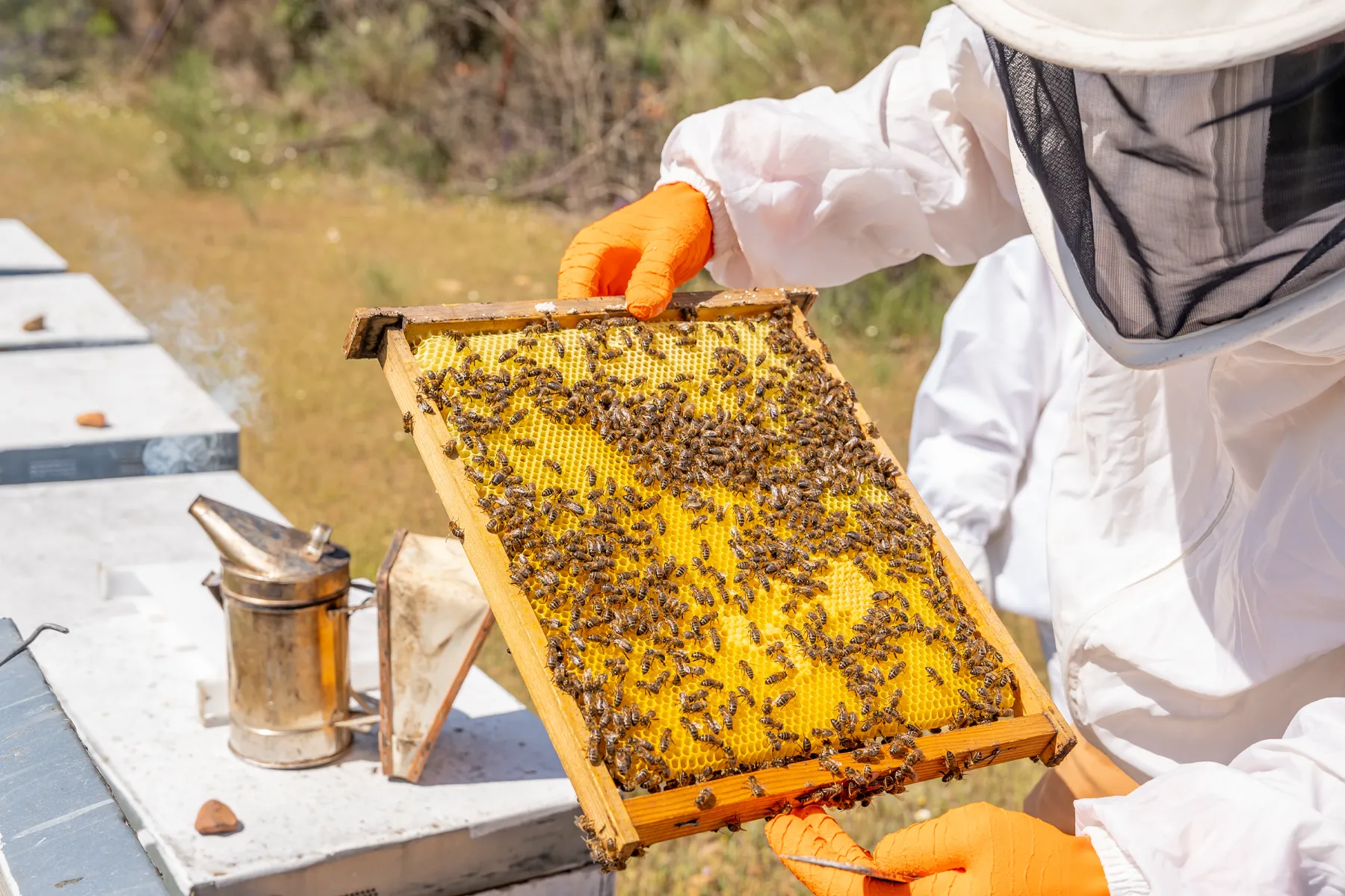 Beekeeping Clinic Set for April 12 & April 26