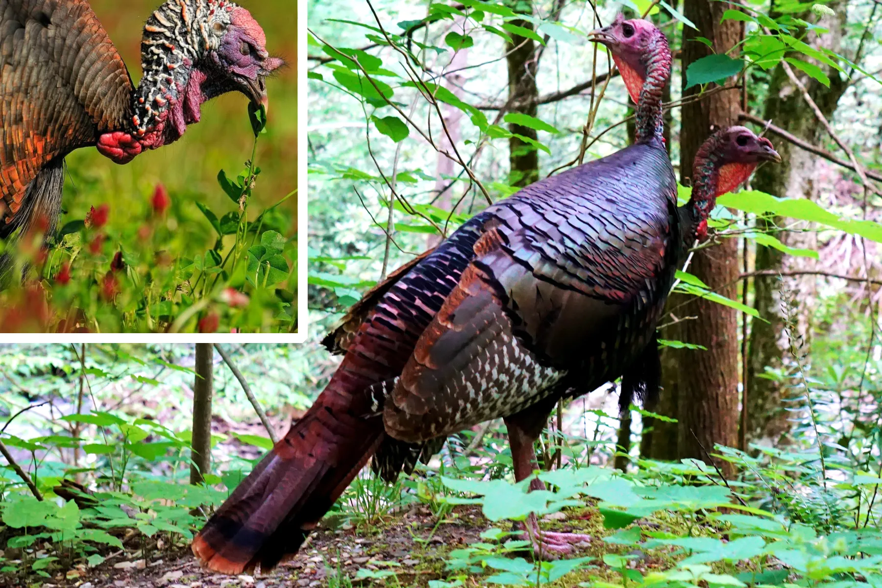 wild turkey feeding