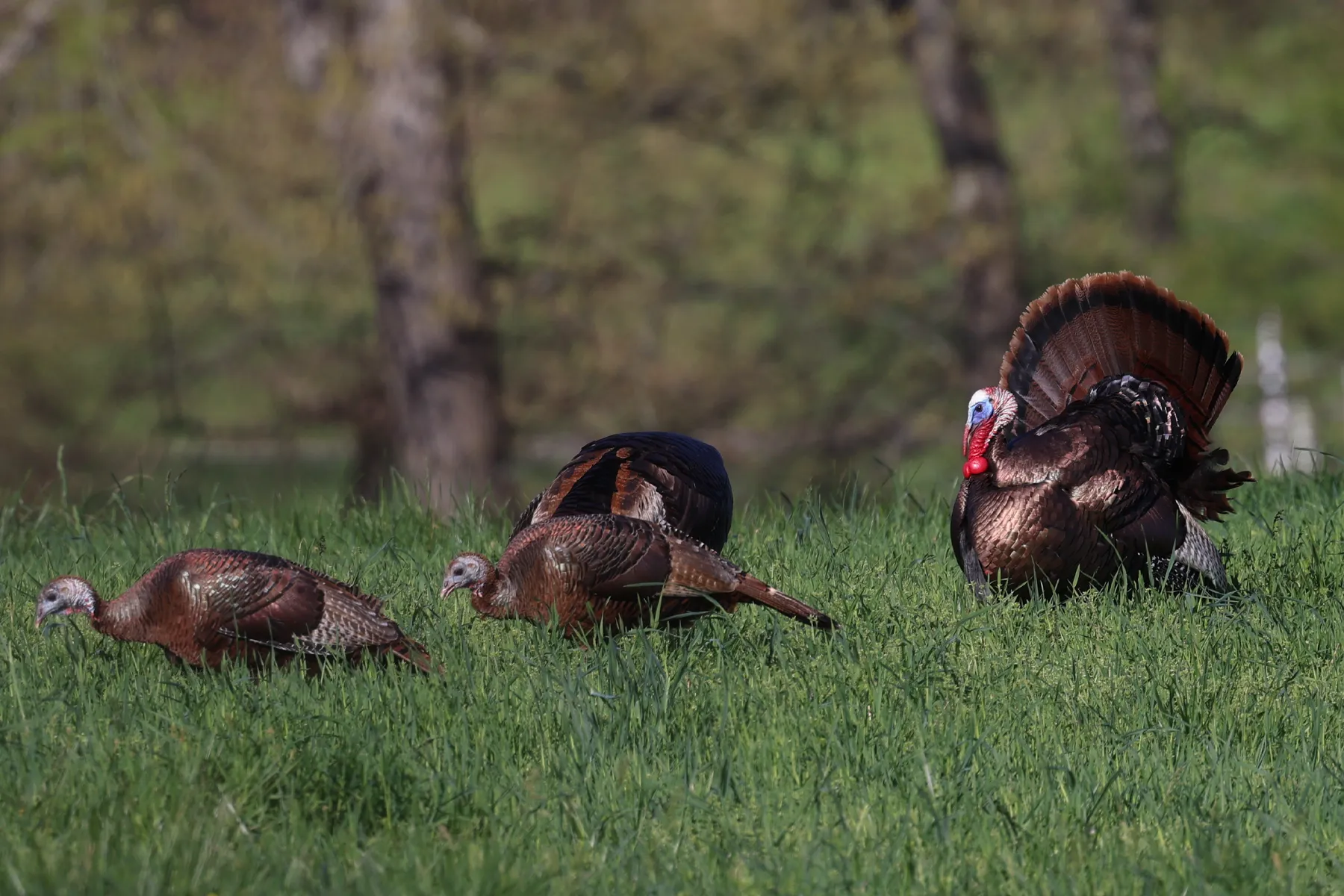 wild turkey