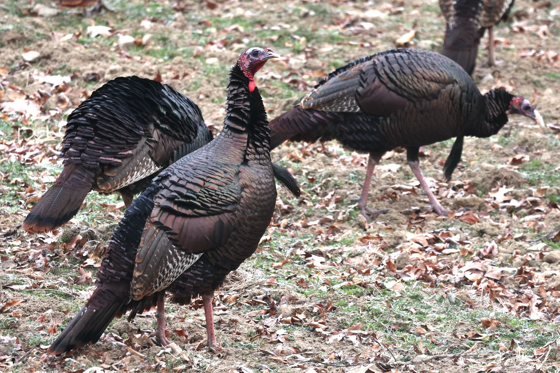 turkeys feeding