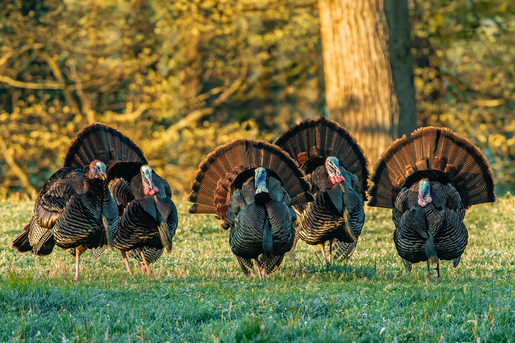 new turkey calls