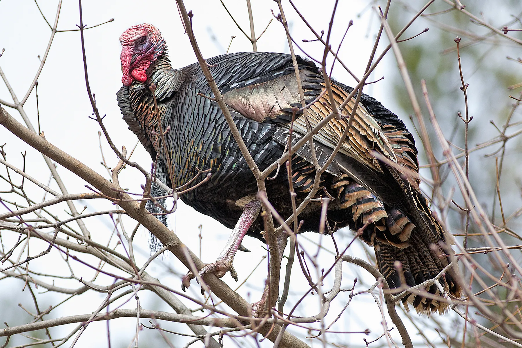 wild turkey on the roost