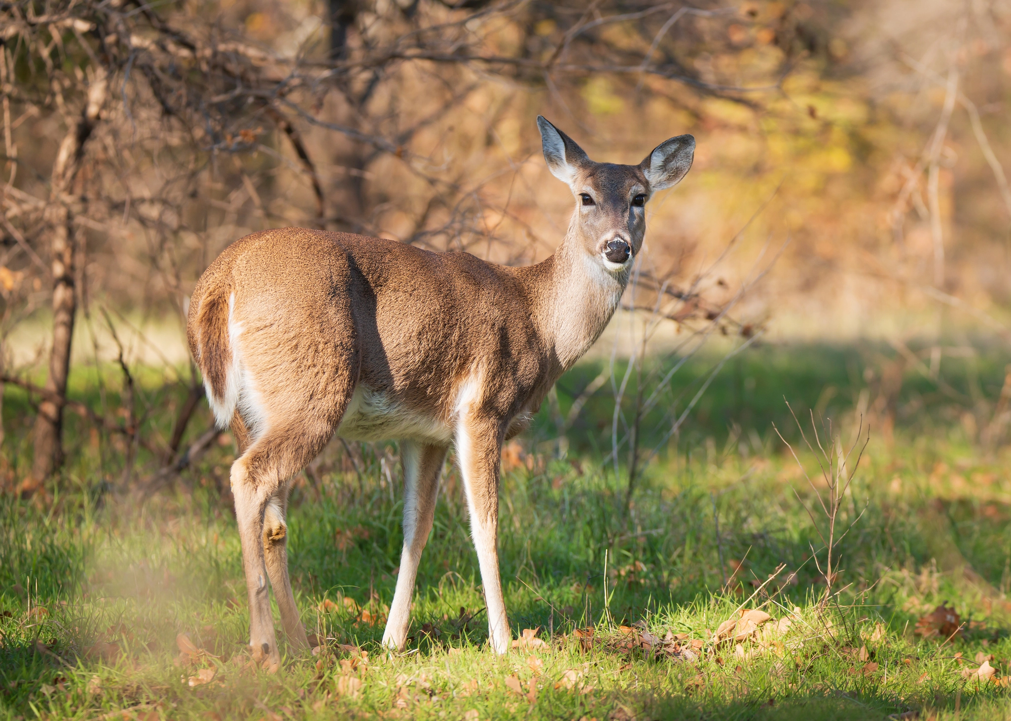 whitetail deer