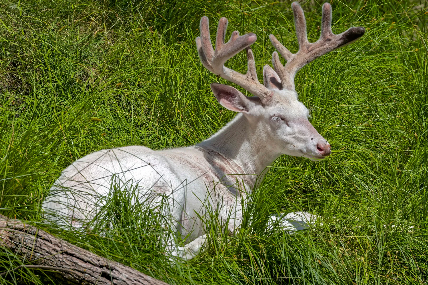Albino whitetail buck