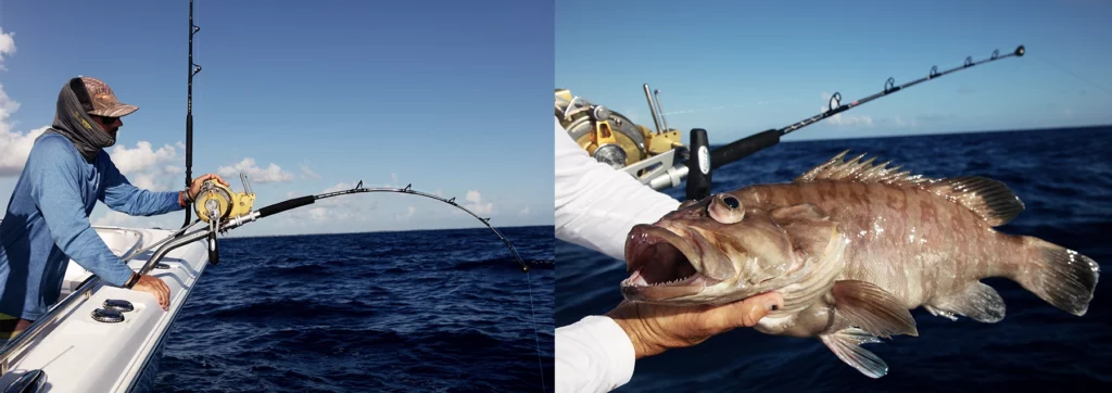 nassau grouper