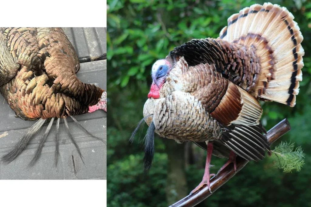 wild turkey with multiple beards. And a red-phase wild turkey taken in Missouri