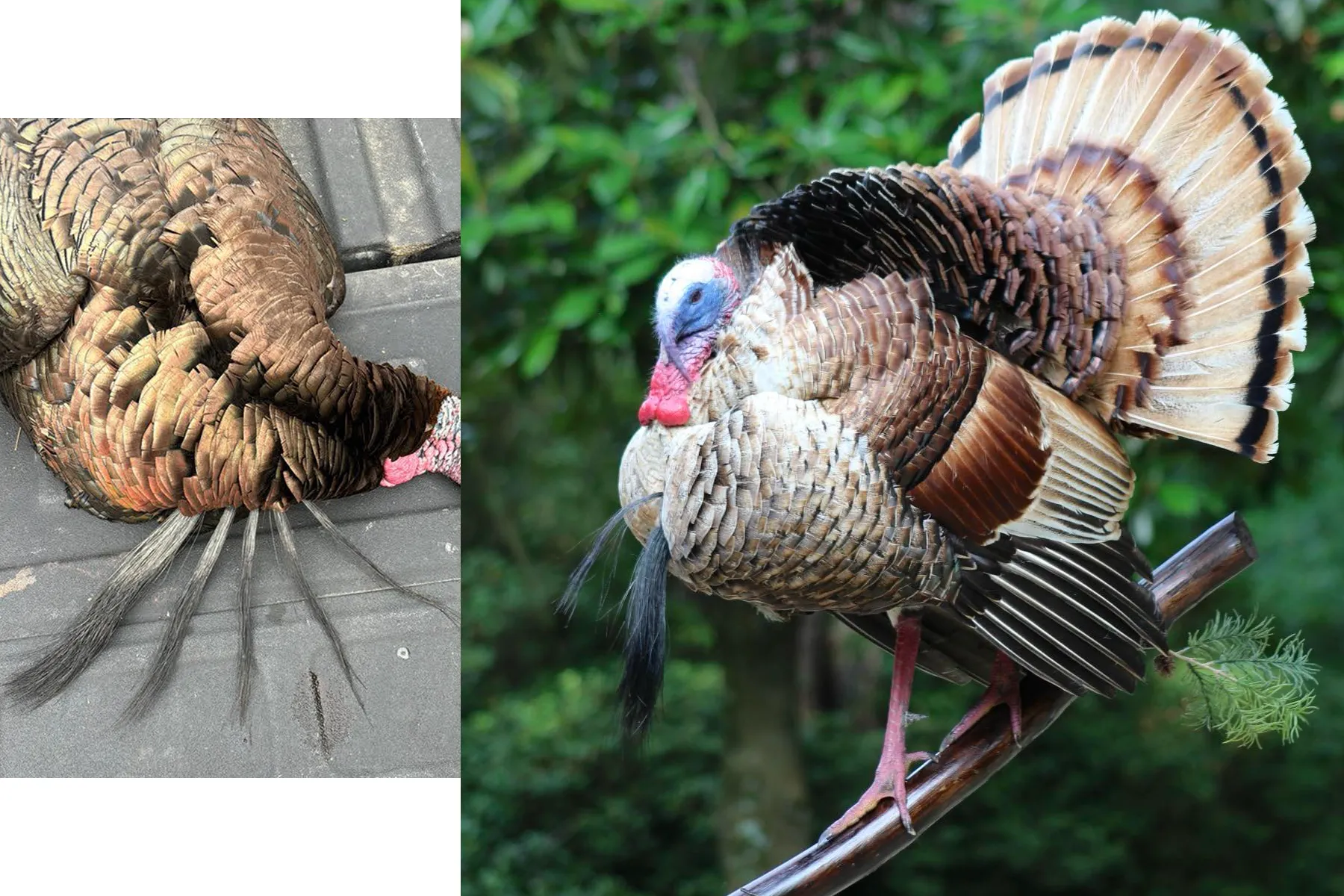 wild turkey with multiple beards. And a red-phase wild turkey taken in Missouri