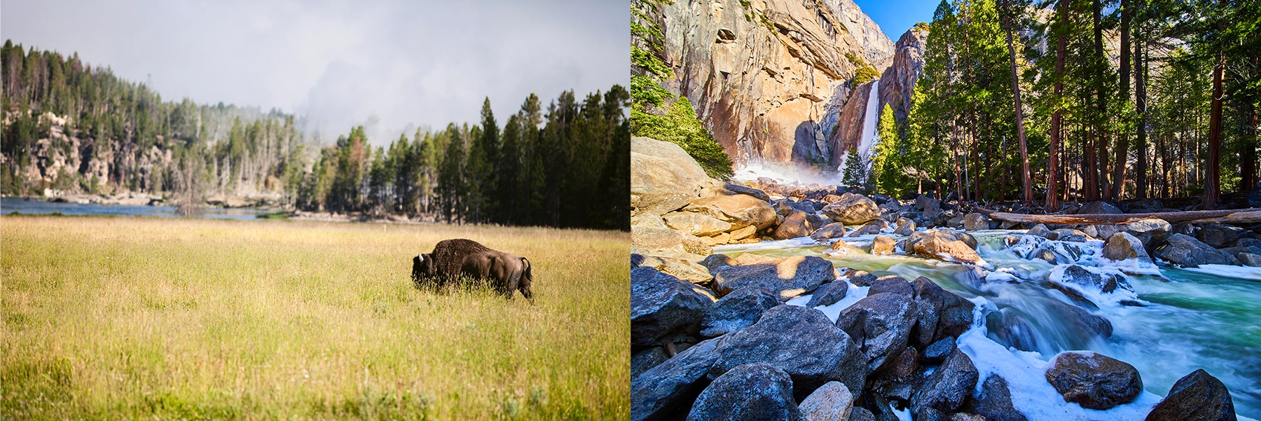 Bison, bears, elk, and more abound in Yellowstone and many other National Parks.