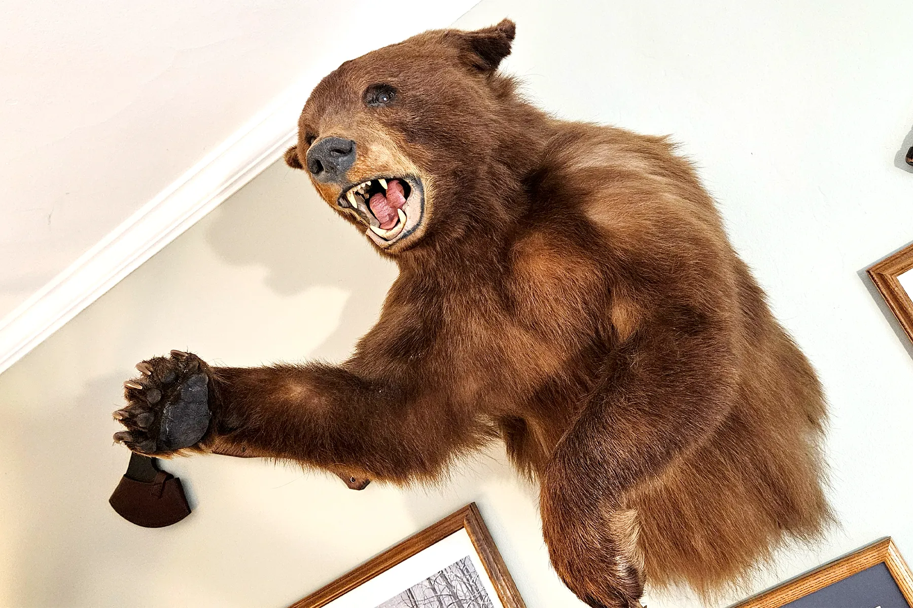 Saskatchewan "color-phase" black bear