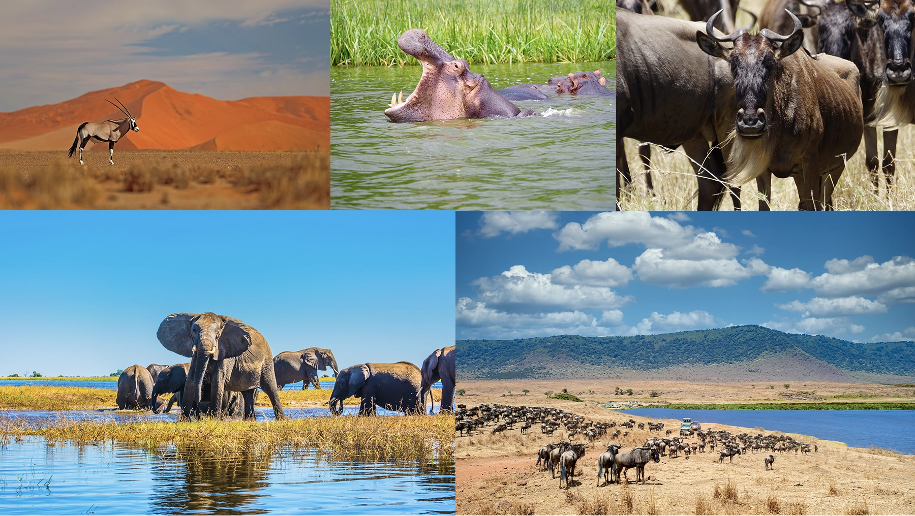 african safari