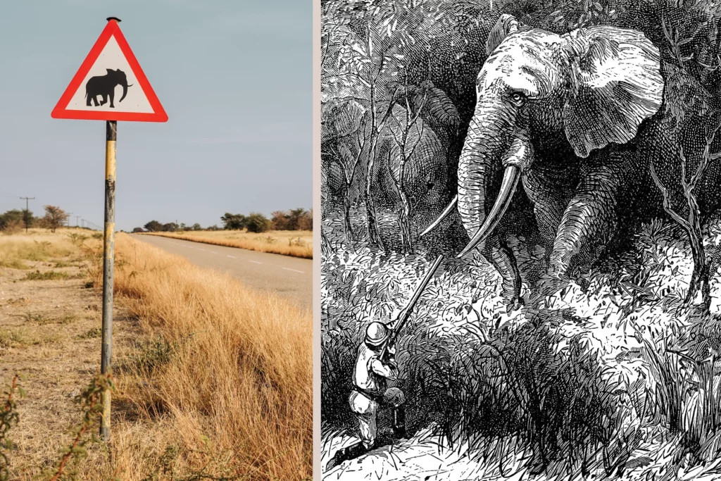 african elephant
