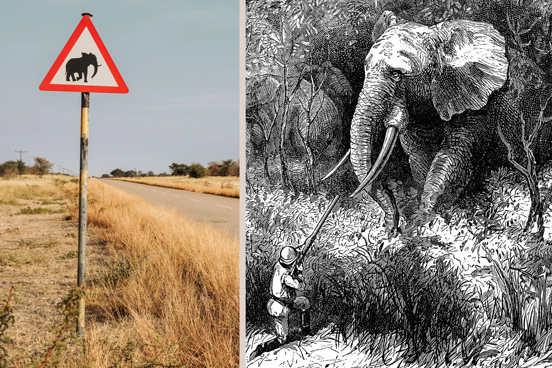 african elephant