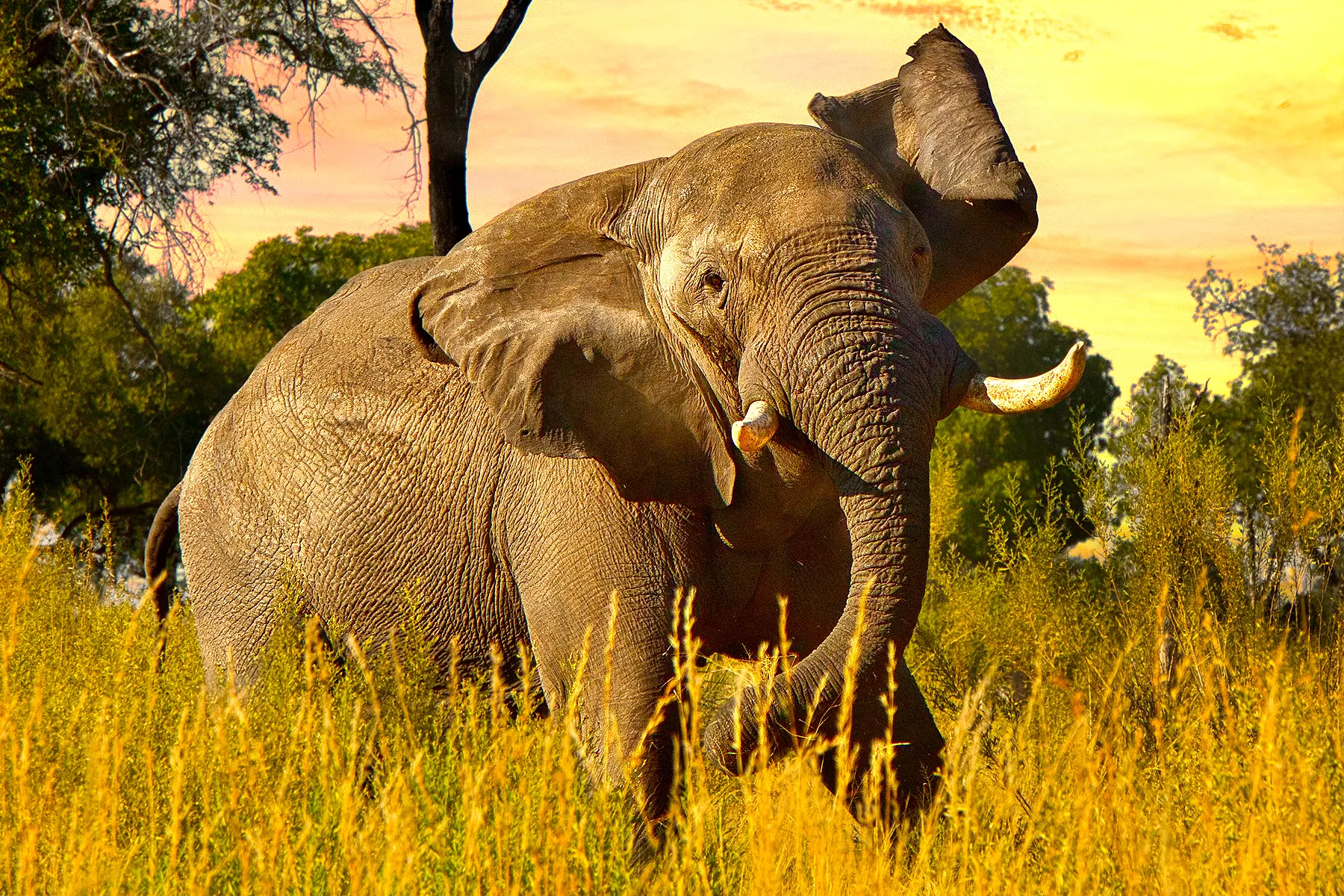 hunting elephants