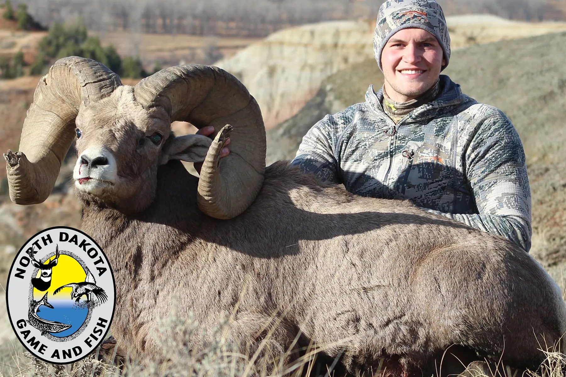 North Dakota Bighorn Sheep Population Remains Stable
