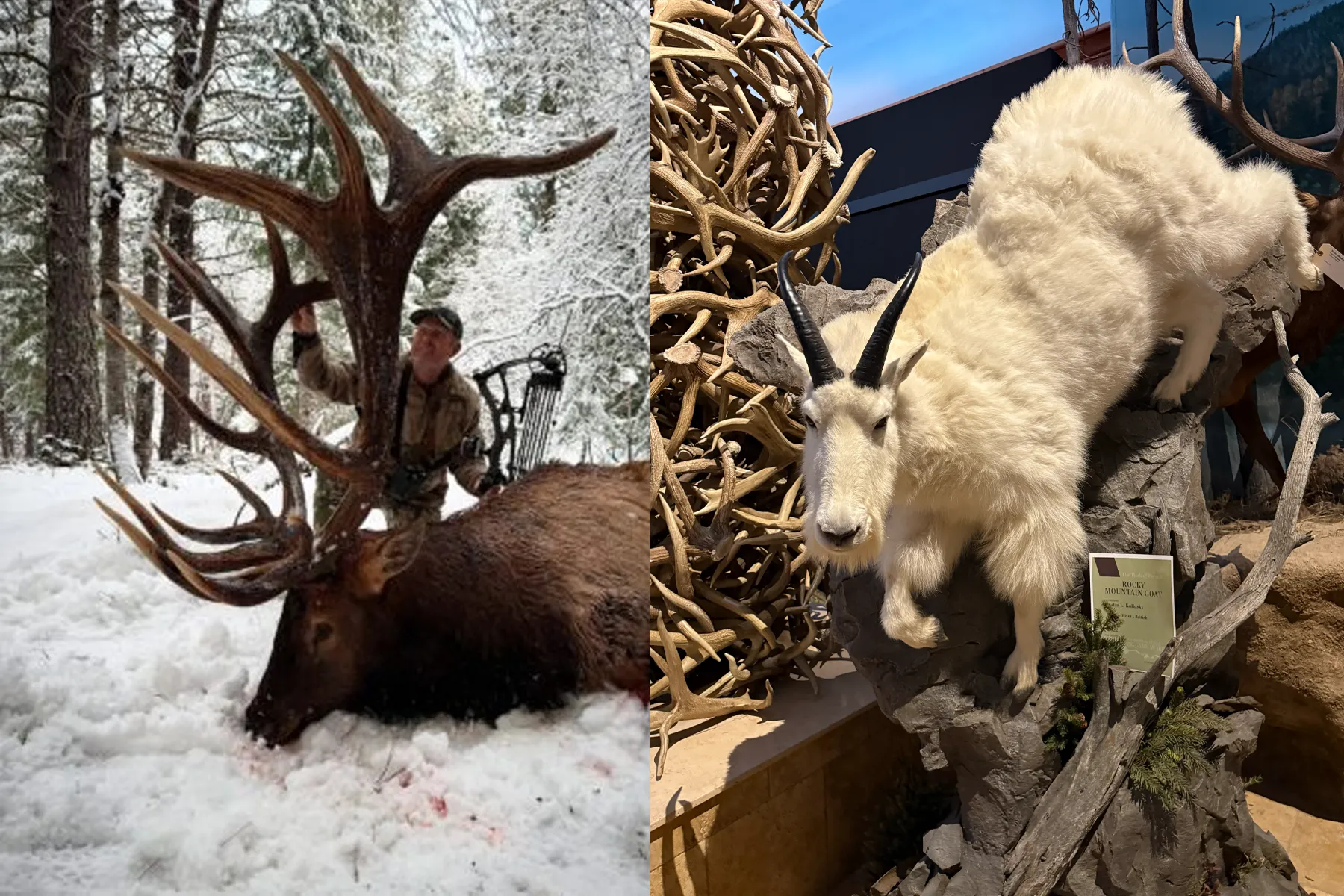 Casey Brooks B&C Elk Justin Kallusky's goat