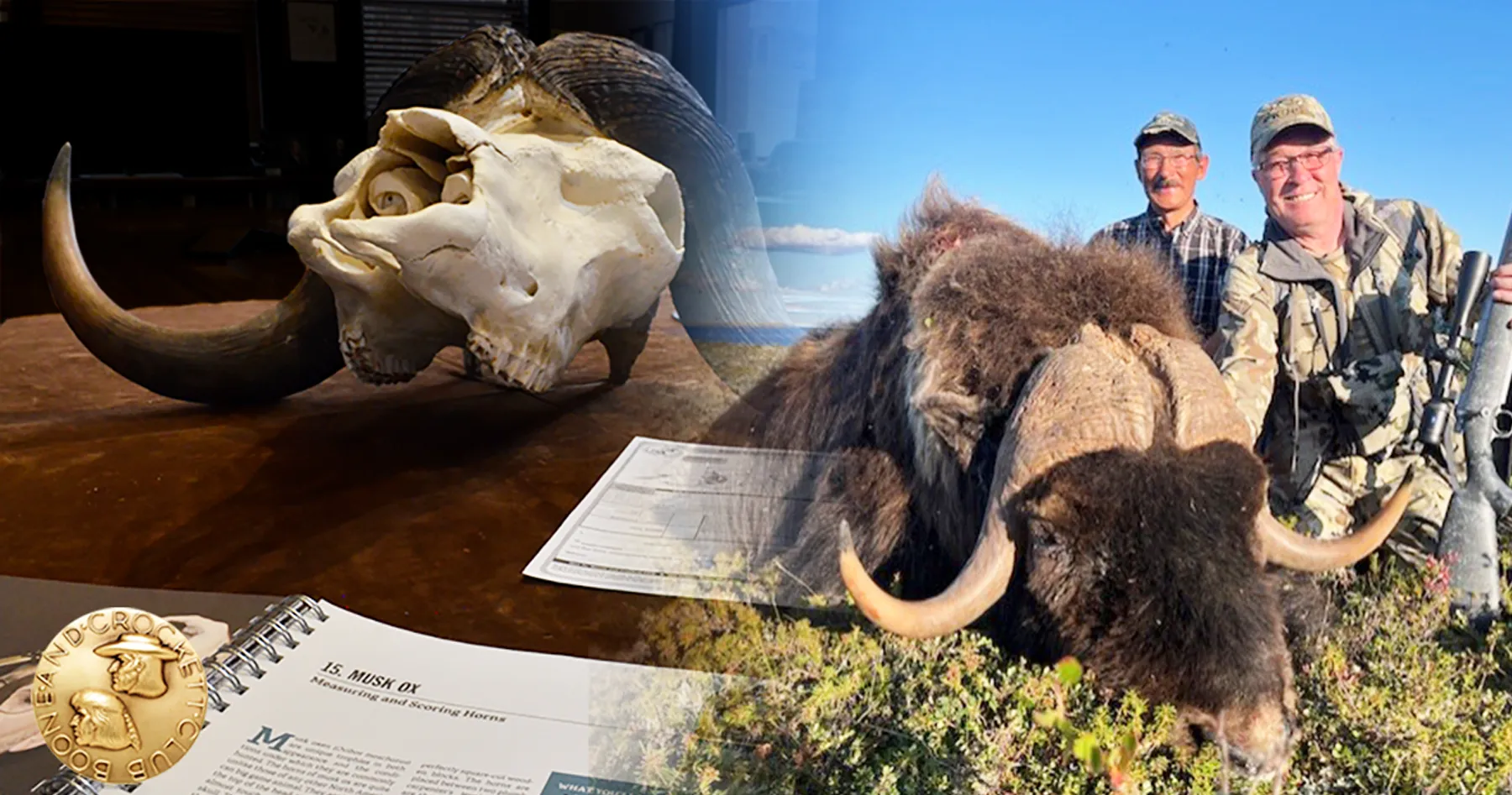 Aron Wark and his record musk ox