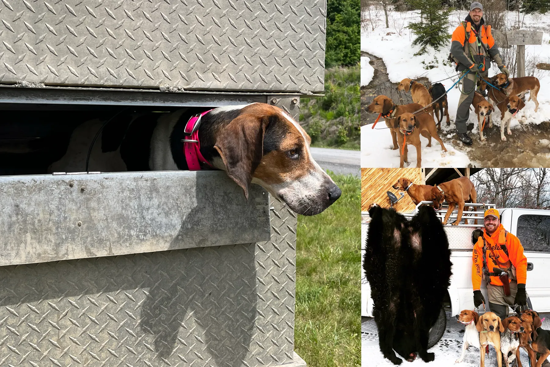 bear-hunting hounds