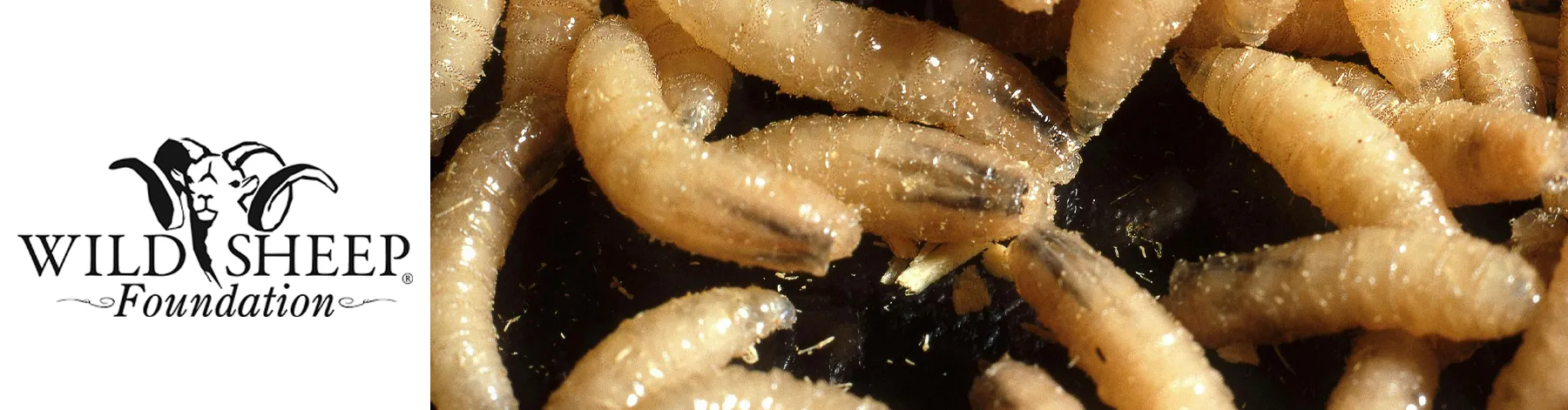 Screwworms