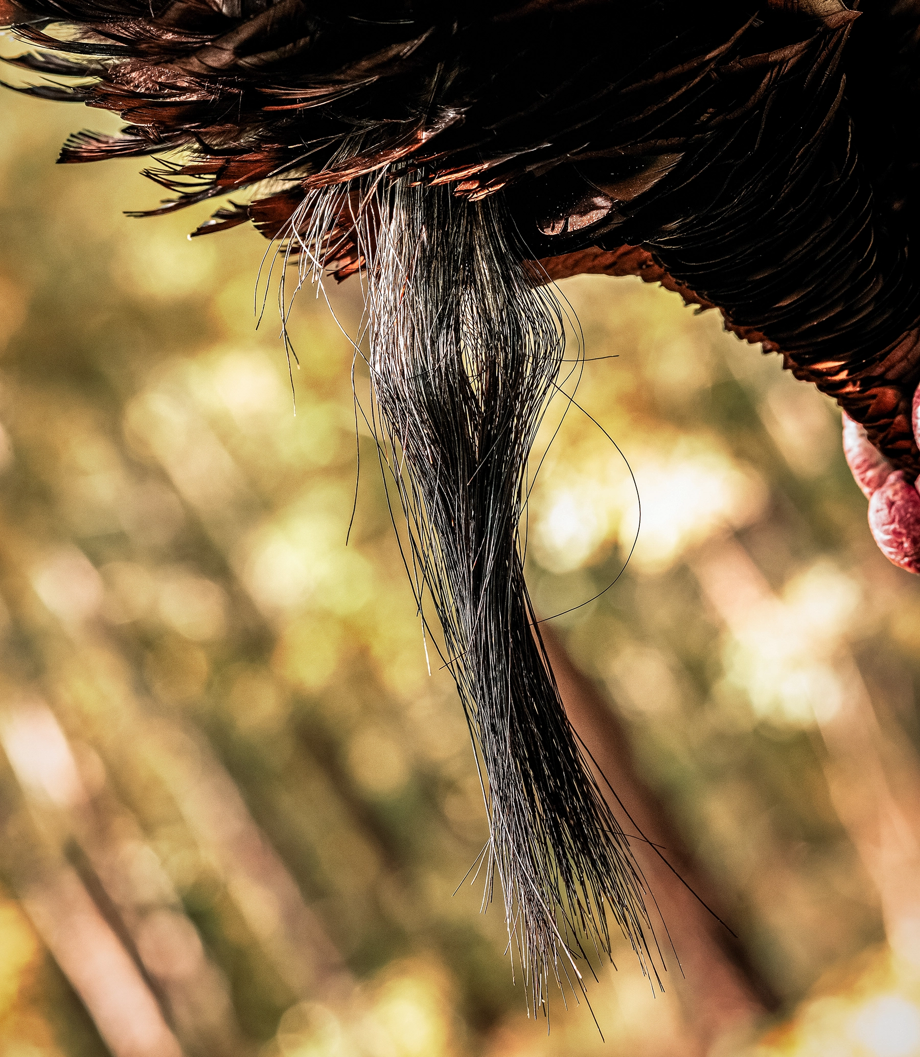 a wild turkey beard