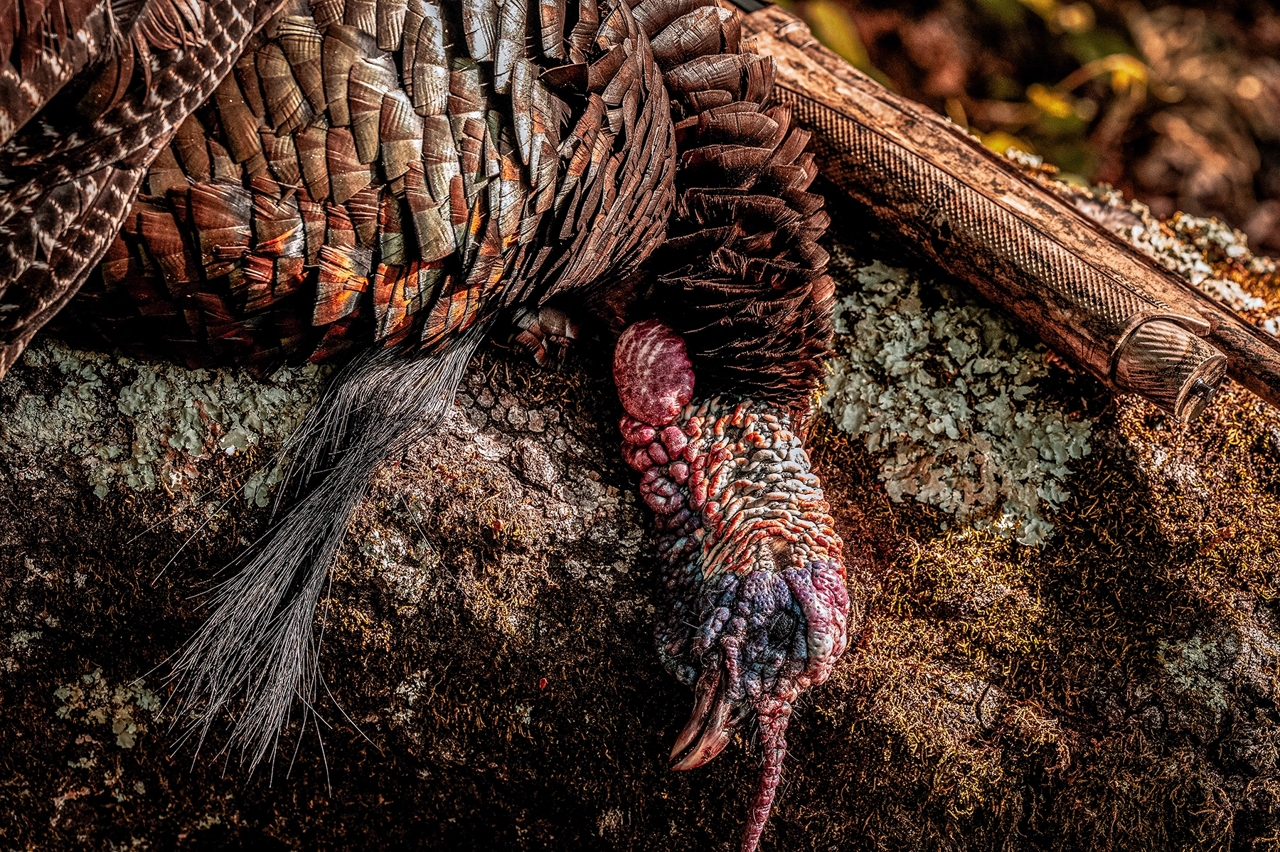 a wild turkey laying on a log