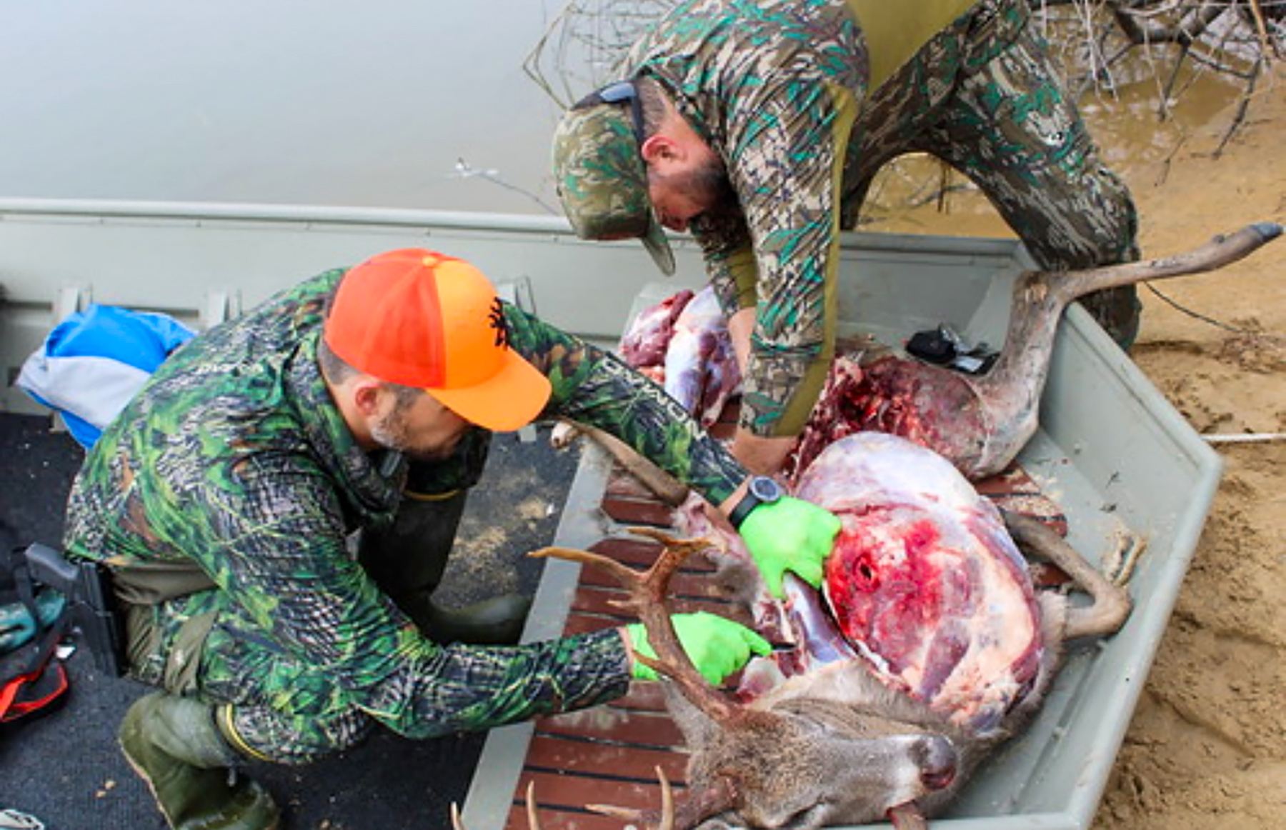 field dressing a whitetail buck in a boat in flooded timber