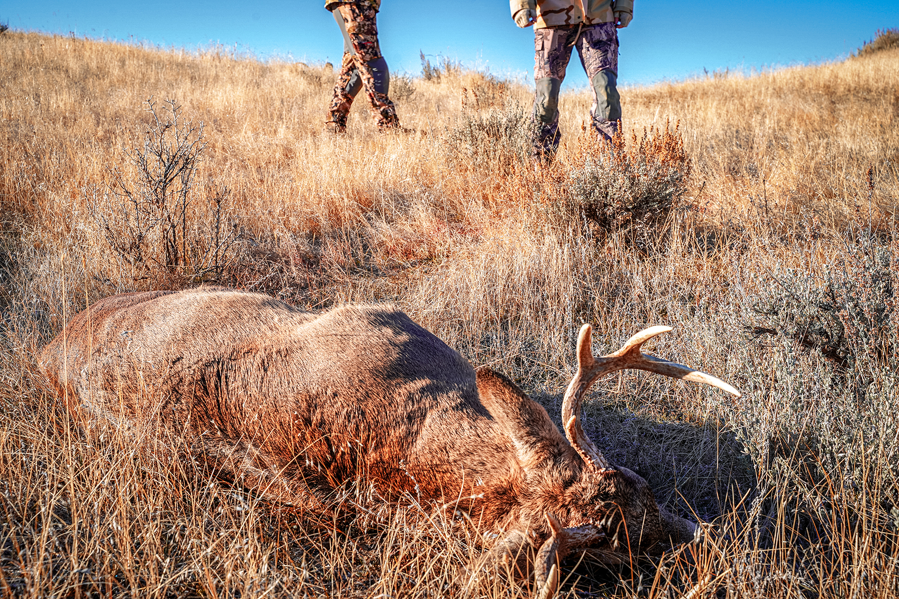 Two hunters find their shot deer while on a deer hunt, in the field and prepare for processing