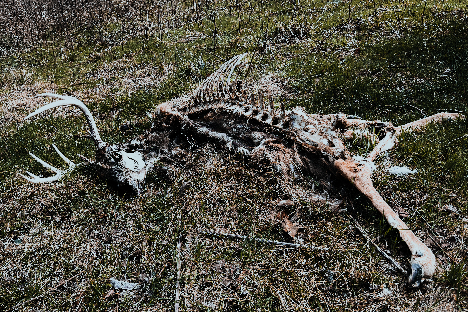 whitetail deer skeleton