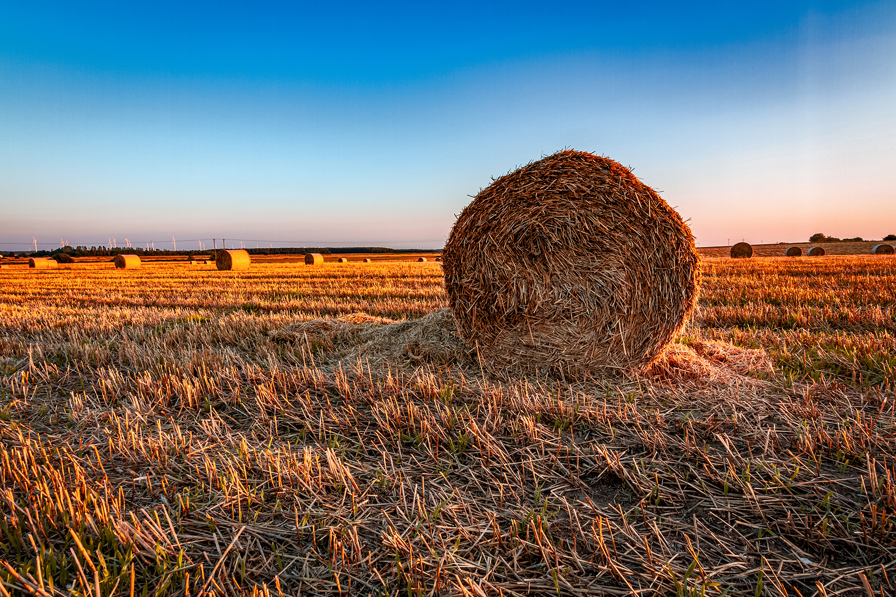 a cut hayfield