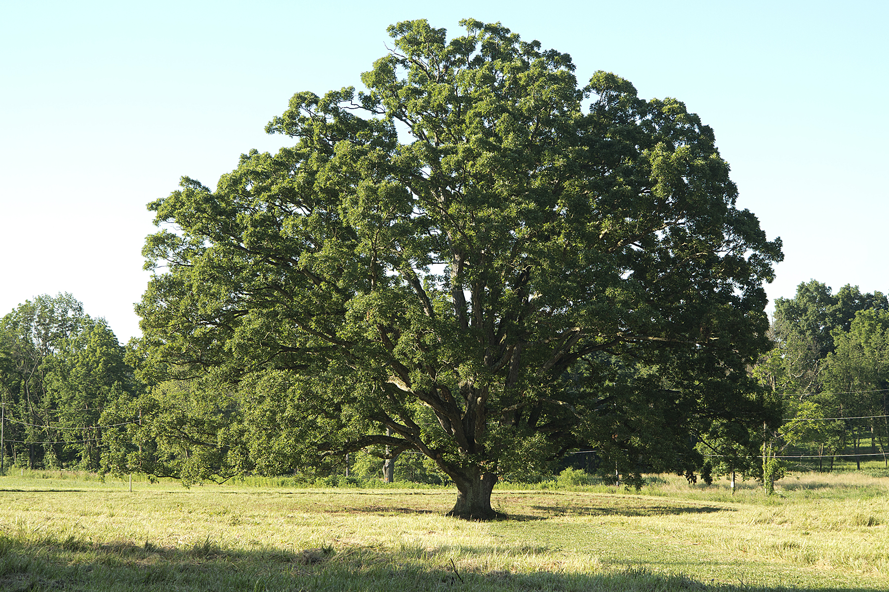 Big tree old white oak in a sunny clearing