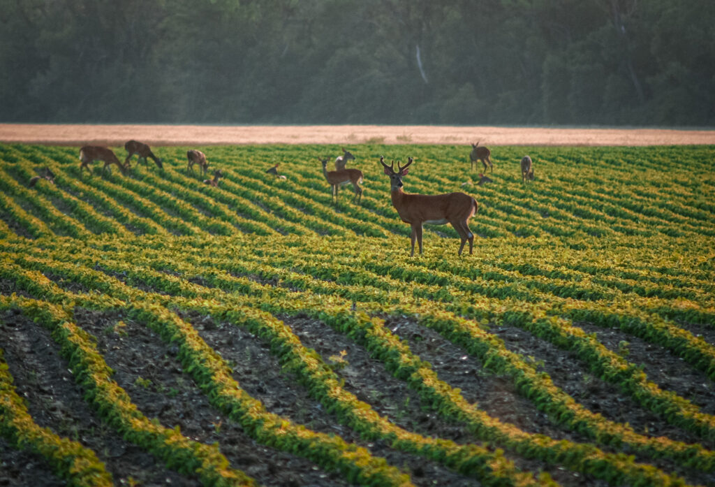 deer feeding in turnrows