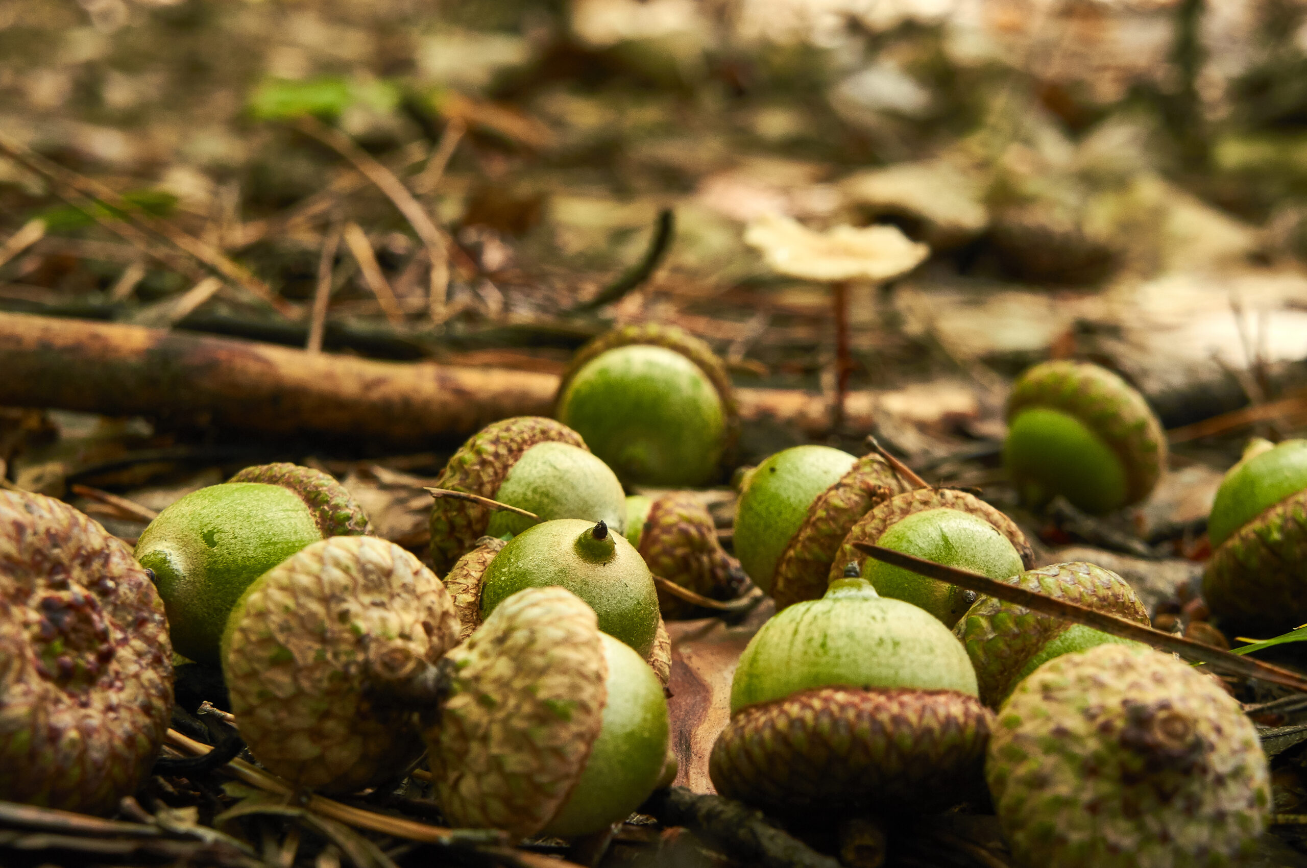 early acorns are one of several early-season food sources for deer