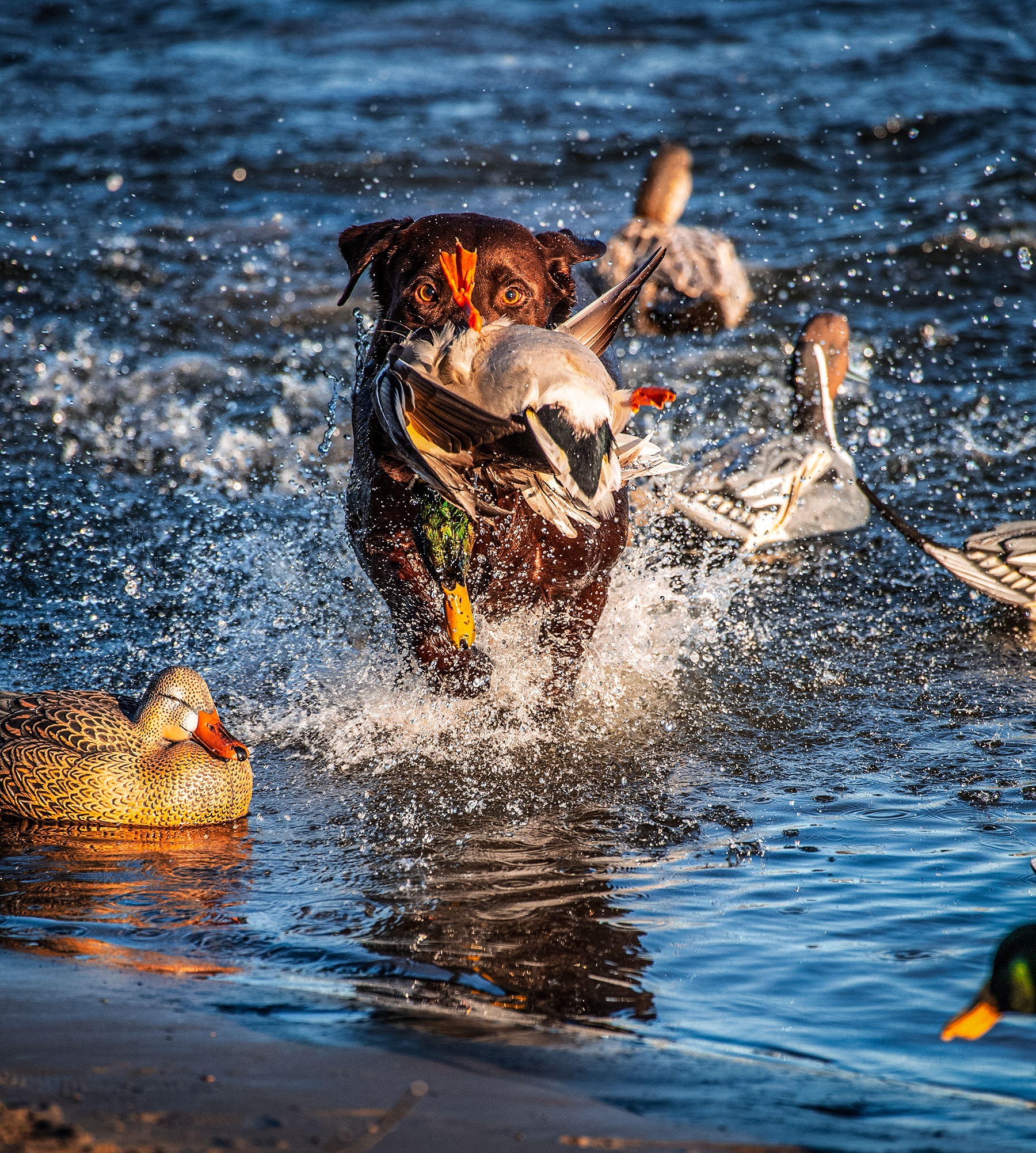 bird dog with a mallard