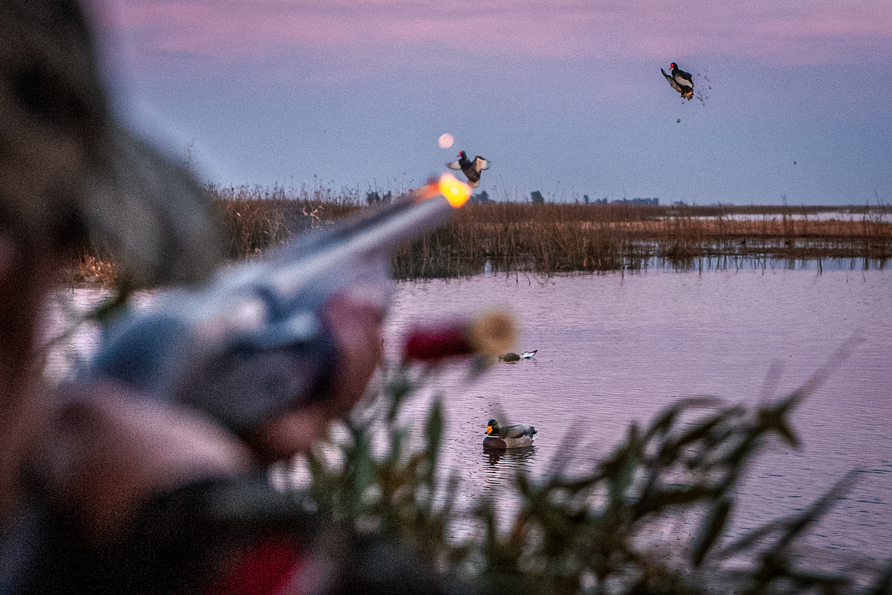 chad belding blasting a duck out of th sky