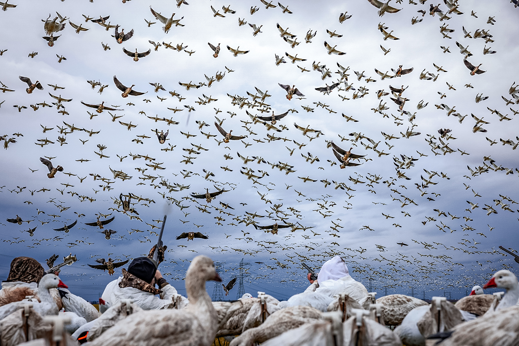 hunters shooting at a huge flock of snow geese