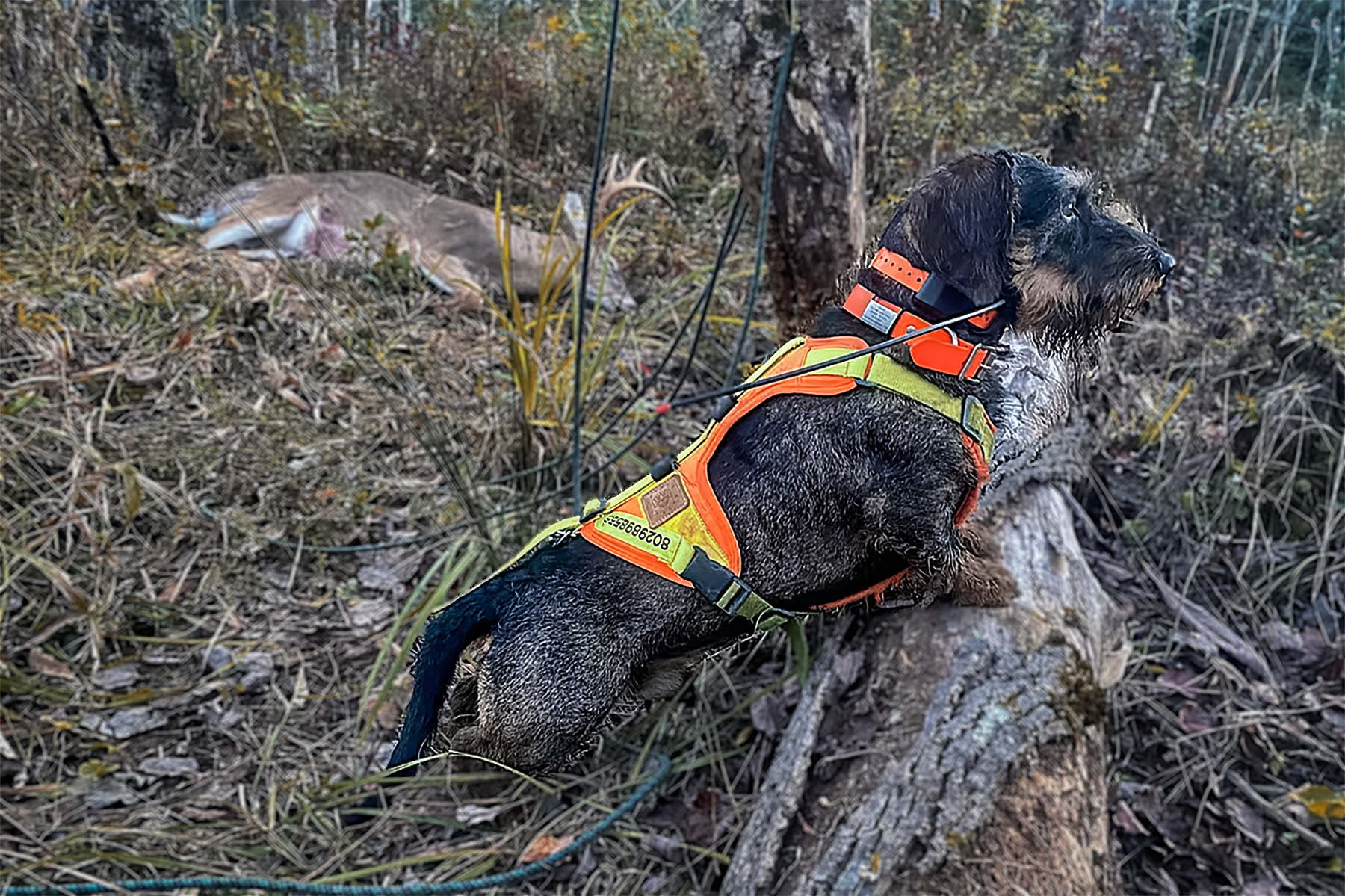 jaeger the deer tracking dog