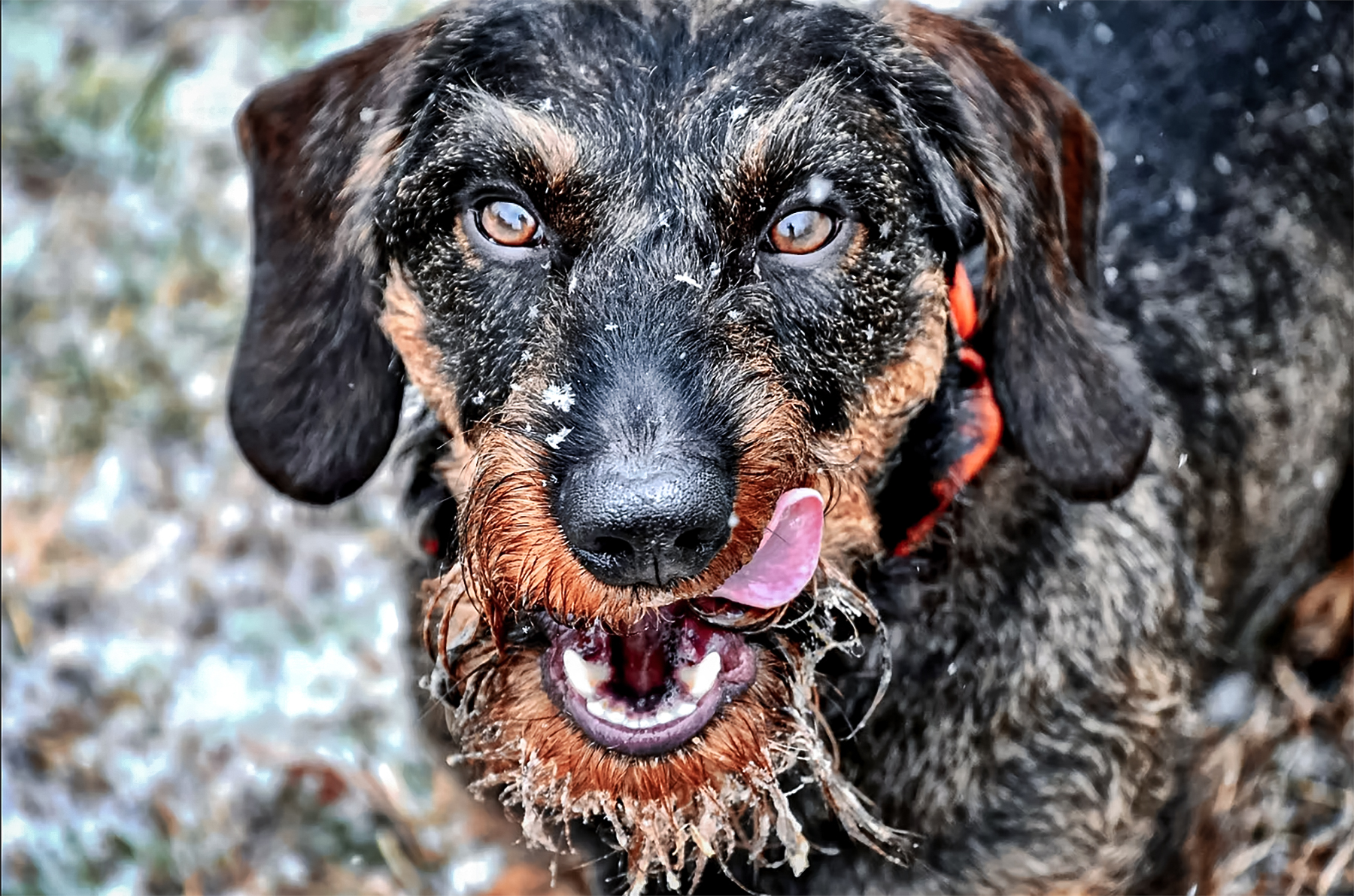 jaeger the deer tracking dog