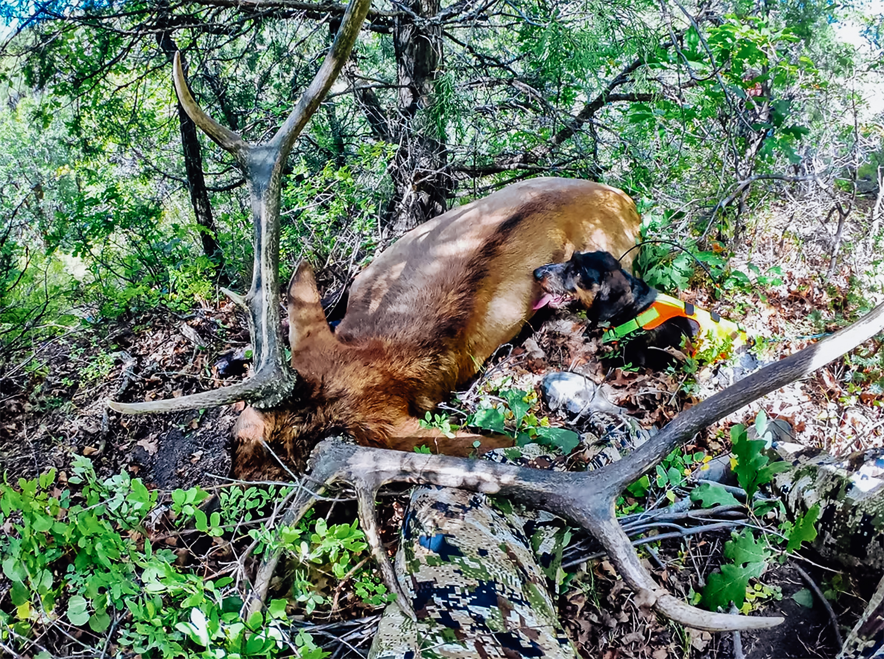 jaeger the deer tracking dog with a bull elk
