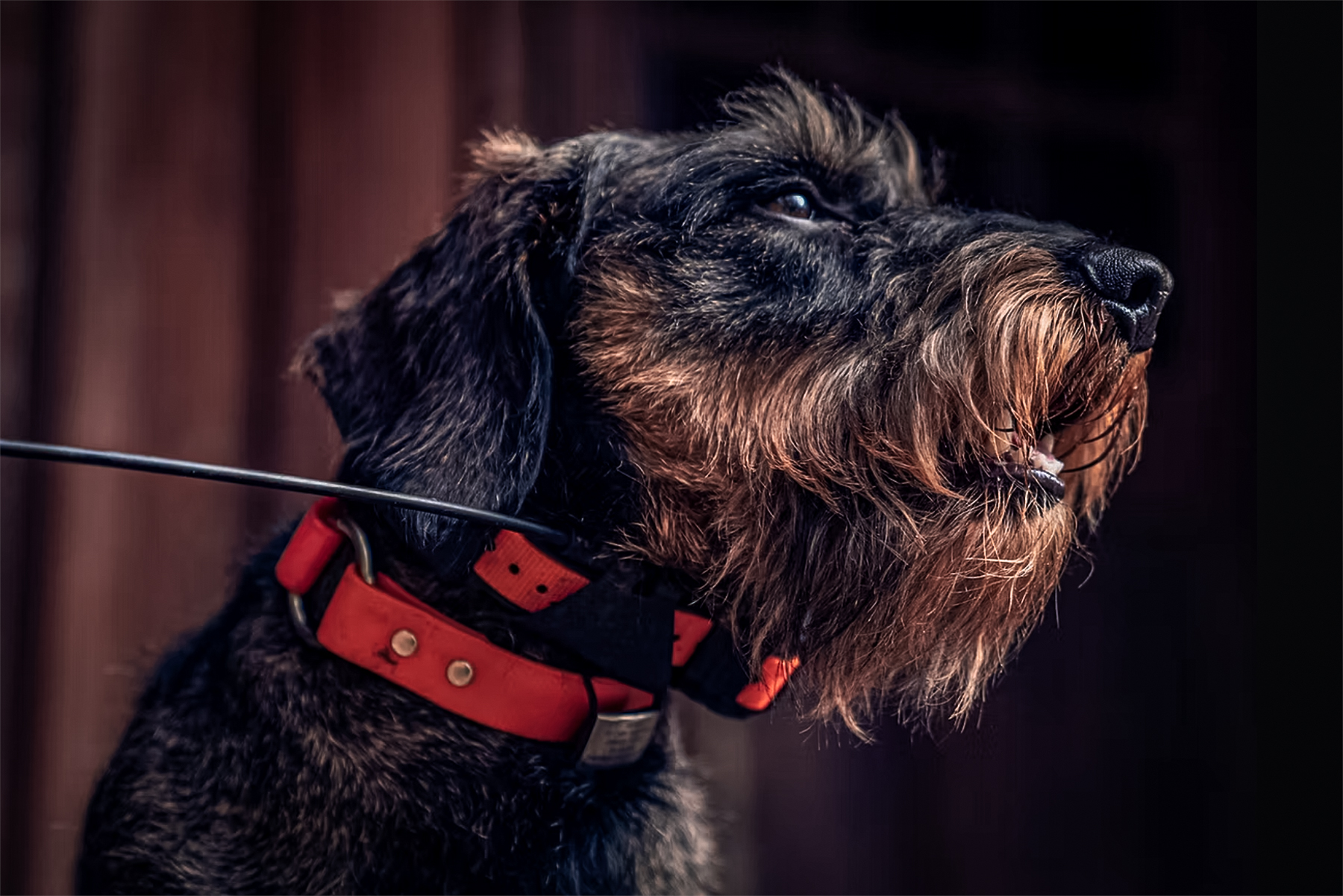 jaeger the deer tracking dog