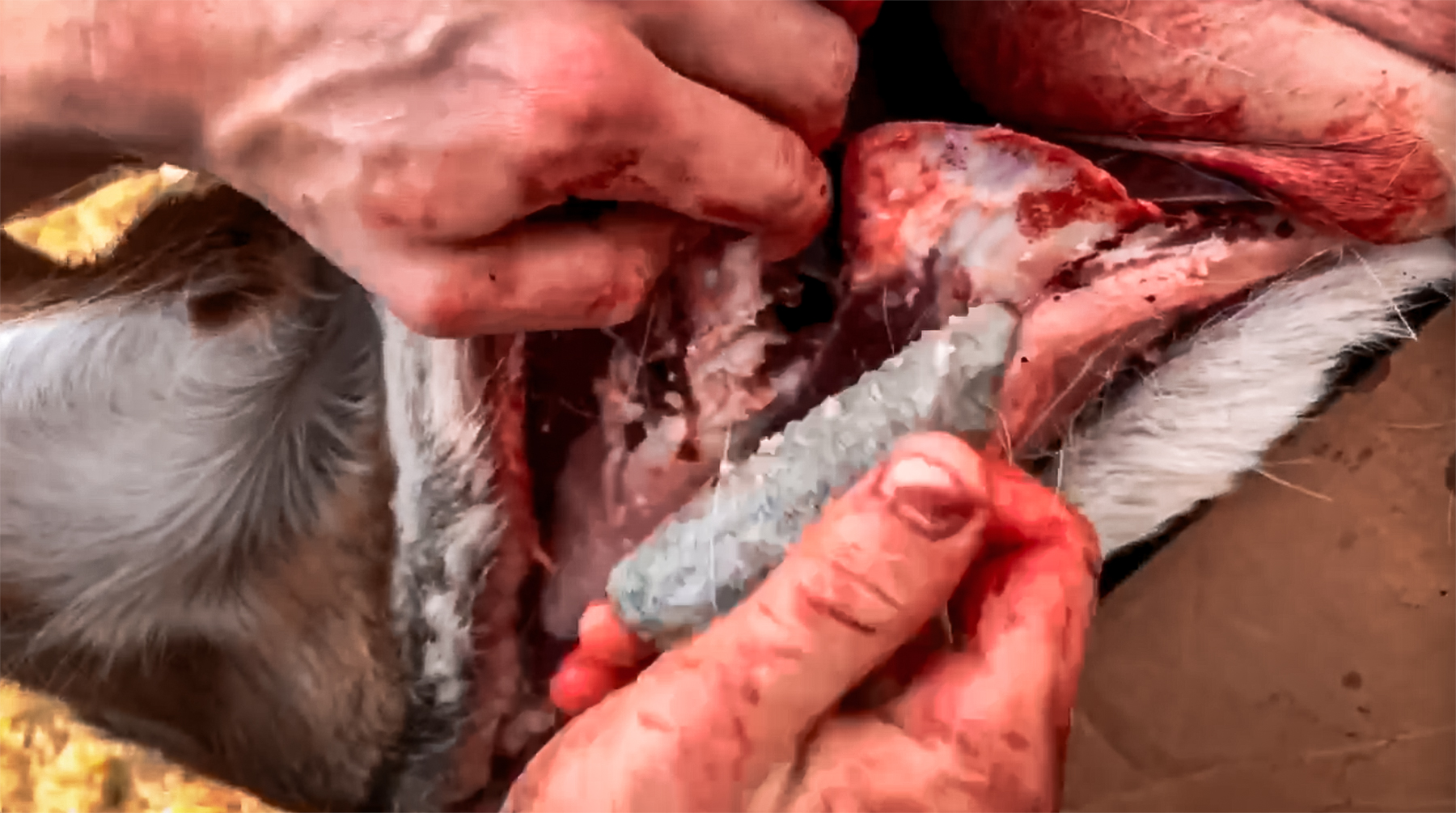 skinning a deer with a flint blade