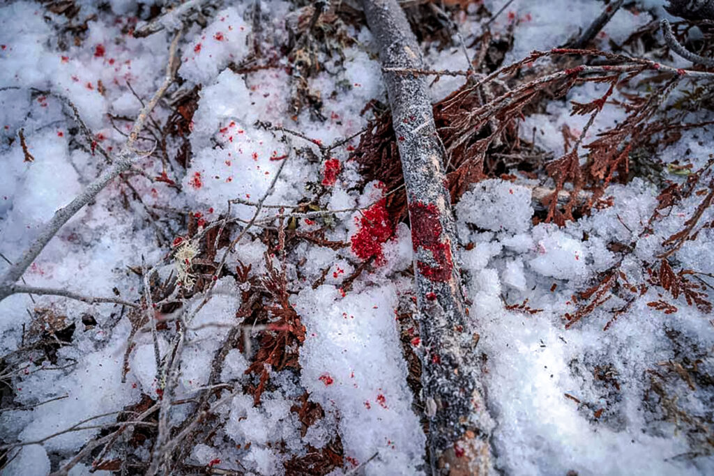 a blood trail int he snow