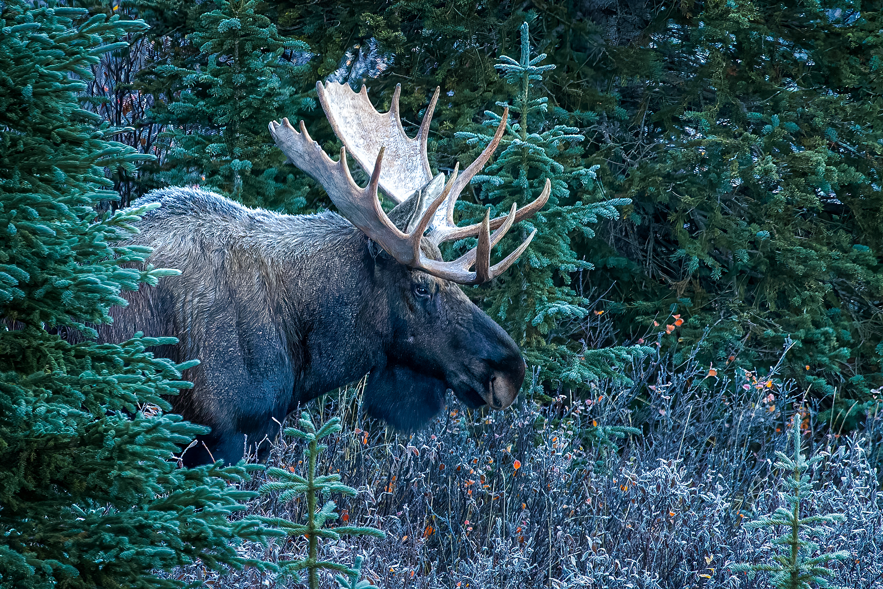 a moose in the woods
