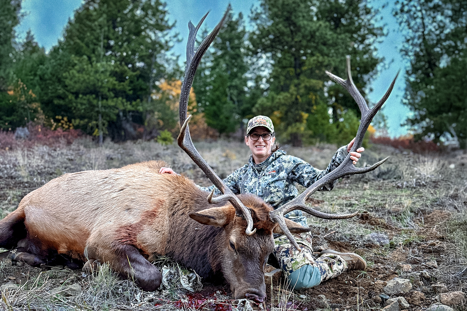 Alive Webb with bull elk